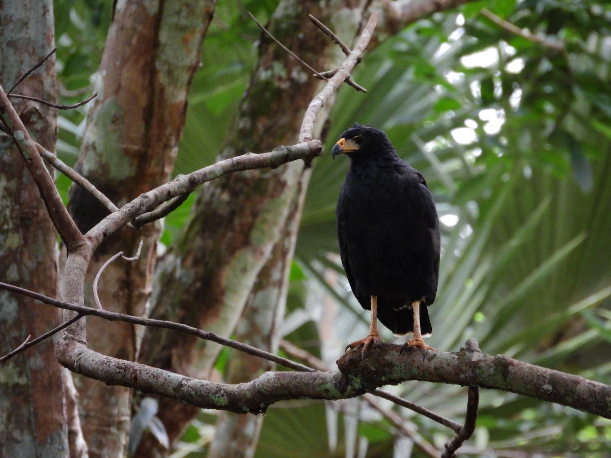 Common Black Hawk - ML646461723