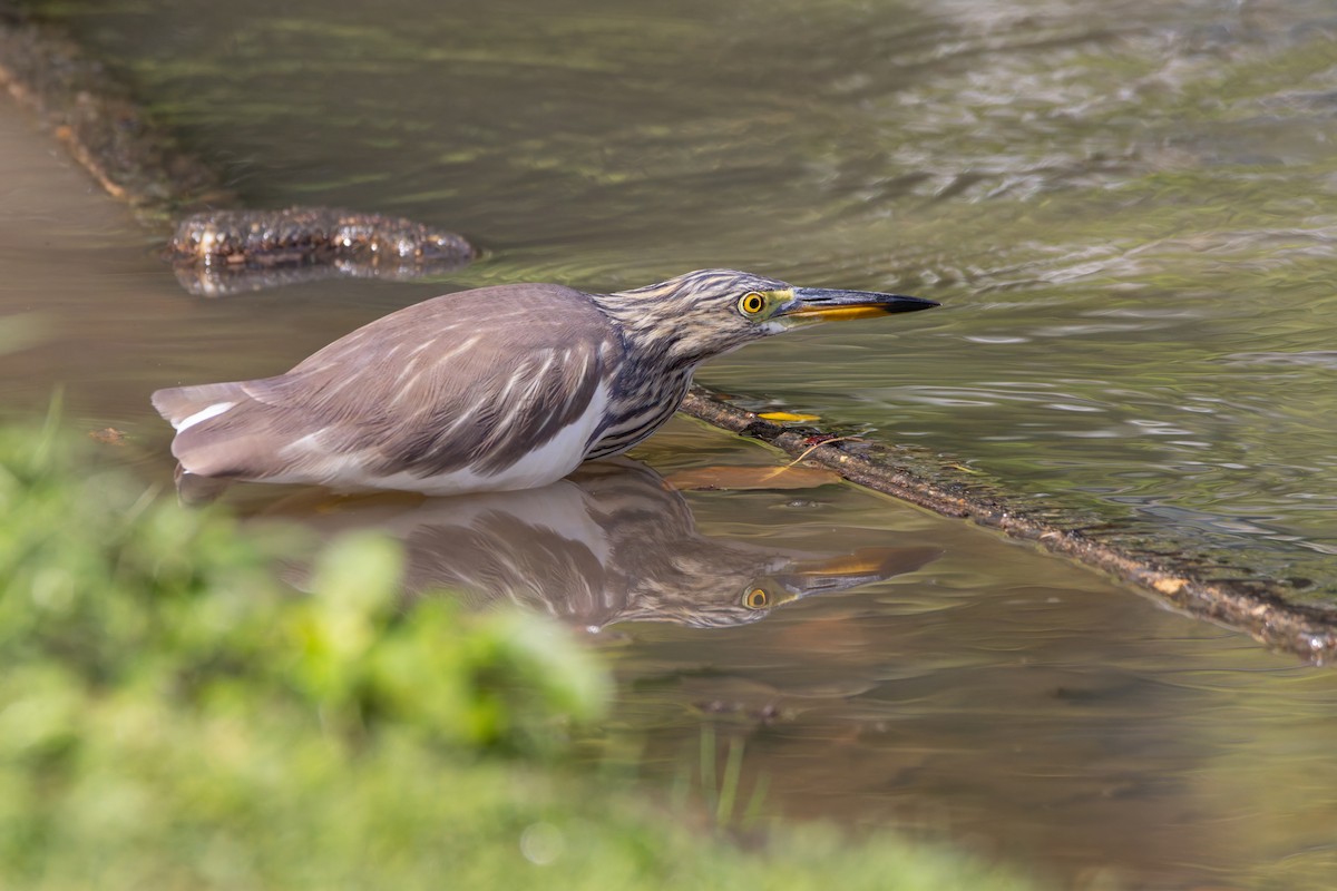 Chinese Pond-Heron - ML646461736