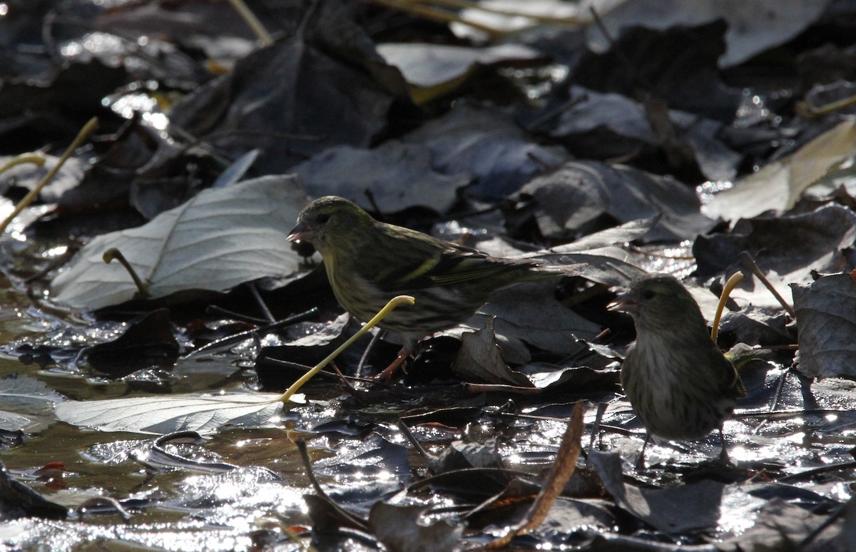 בזבוז אירופי - ML646461739