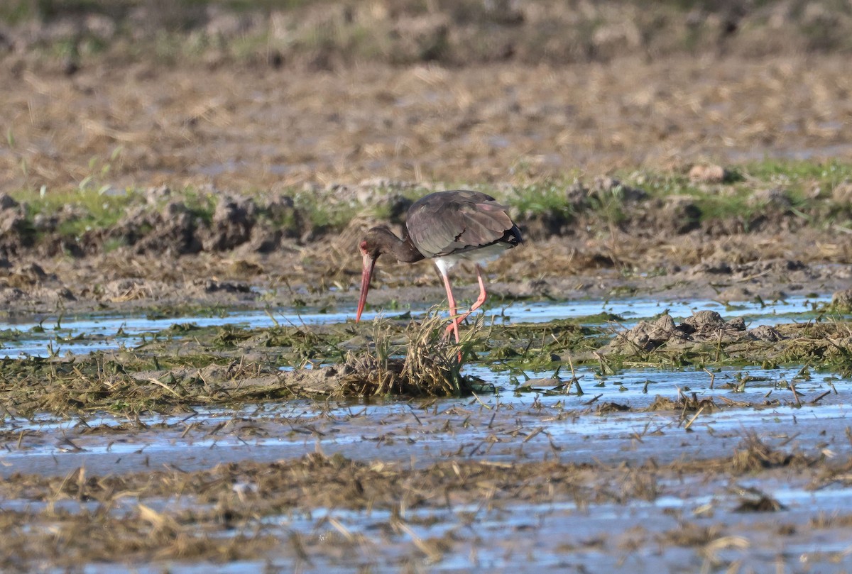 Black Stork - ML646461742