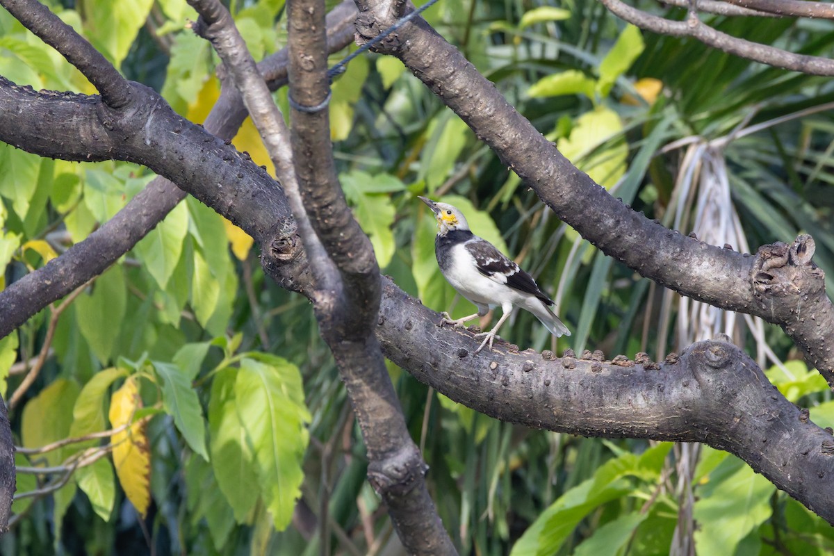 Black-collared Starling - ML646461743