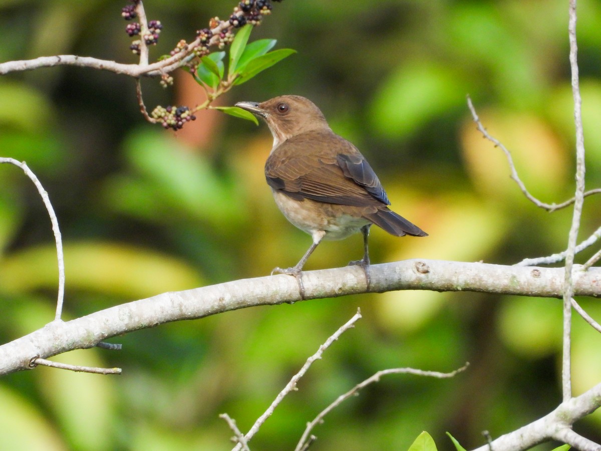 Black-billed Thrush - ML646461745