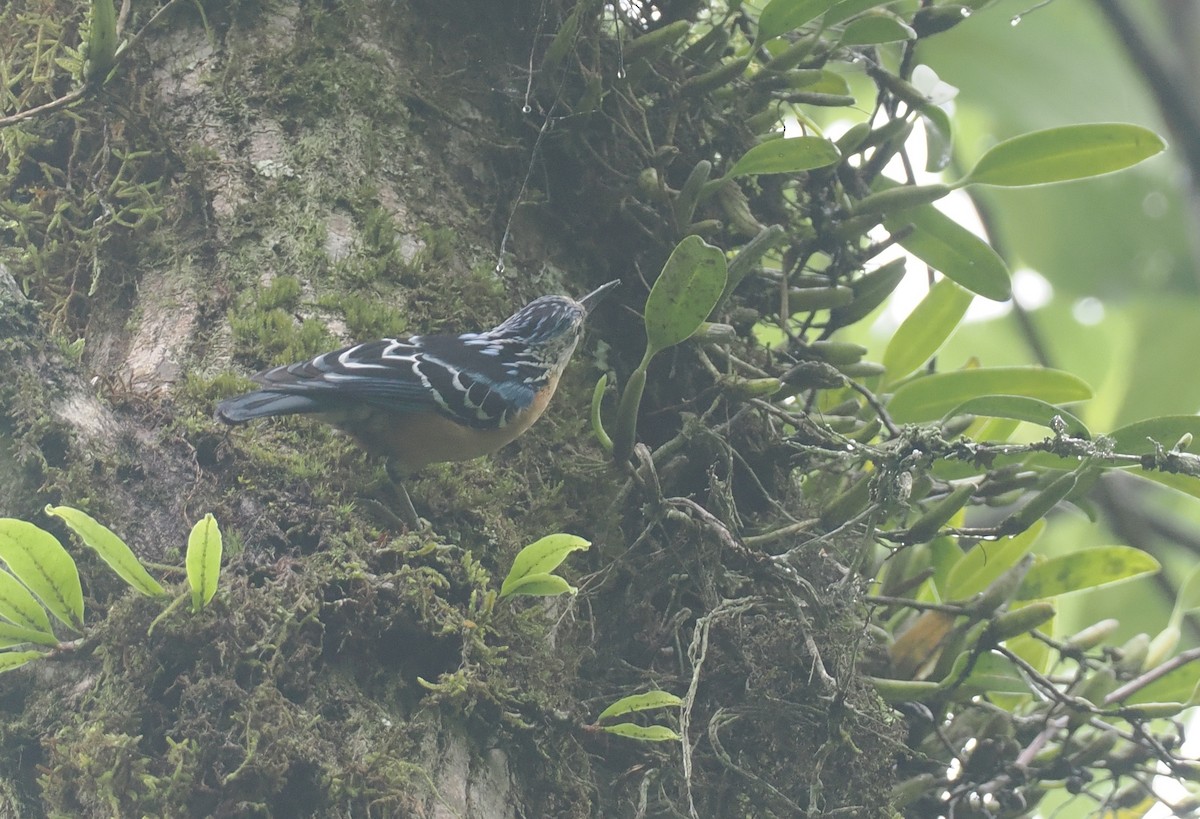 Beautiful Nuthatch - ML646461750