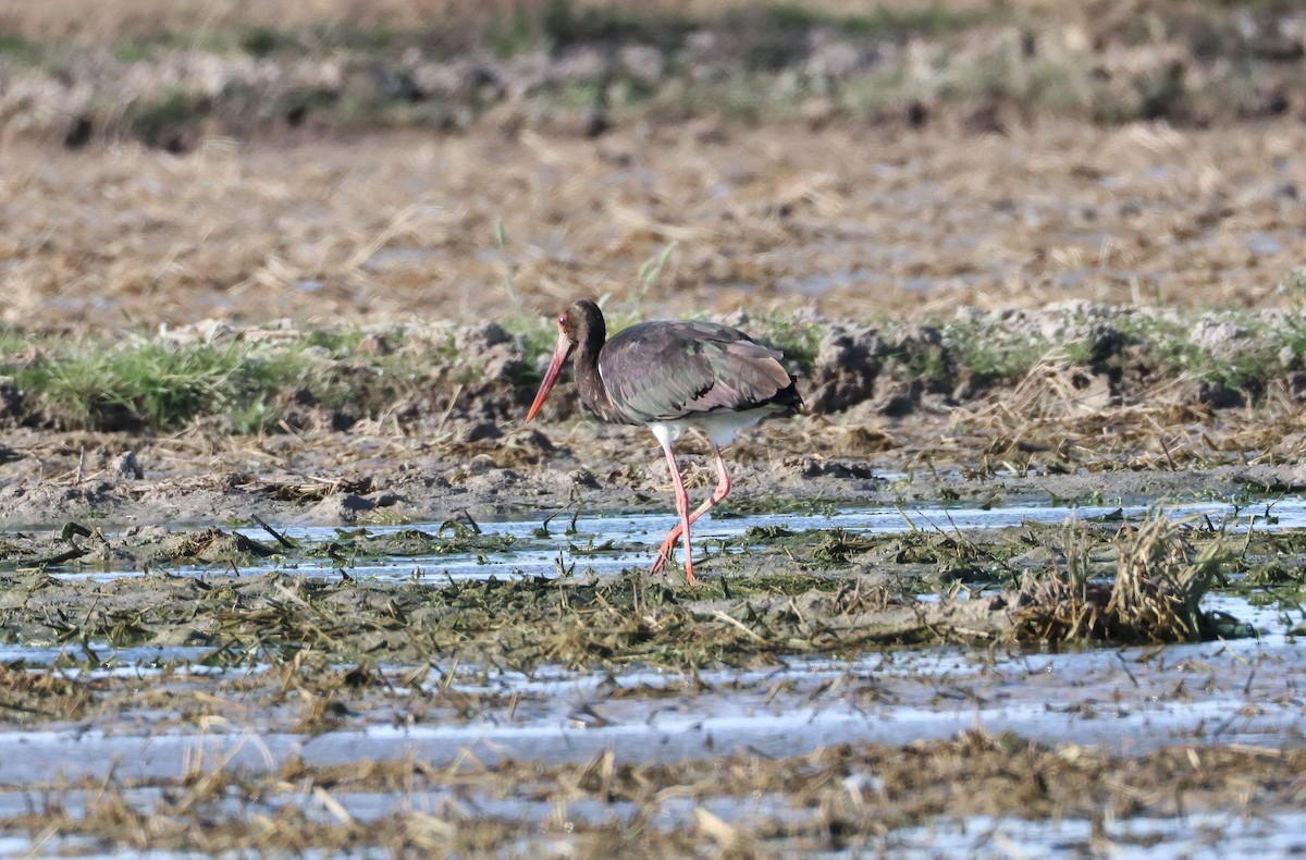 Black Stork - ML646461751