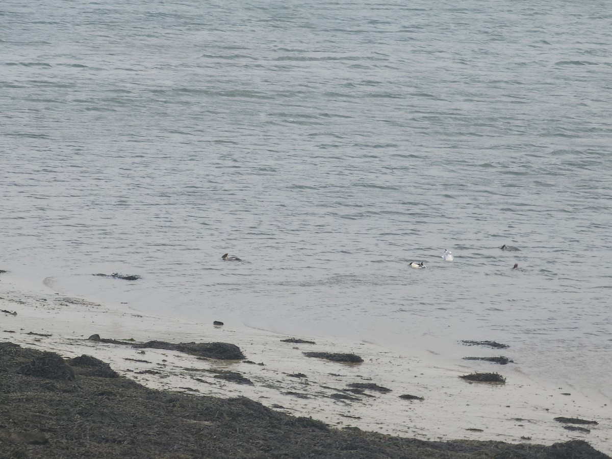 Common Merganser - ML646461755