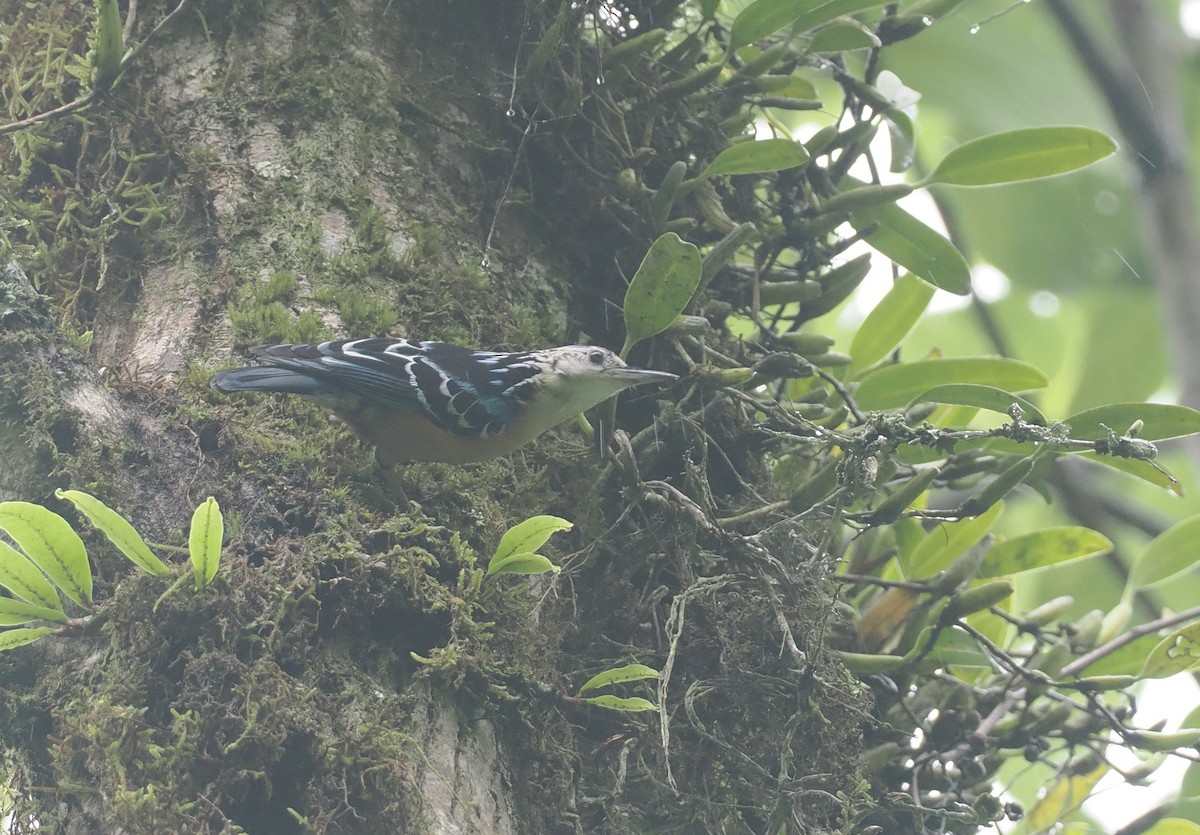 Beautiful Nuthatch - ML646461756