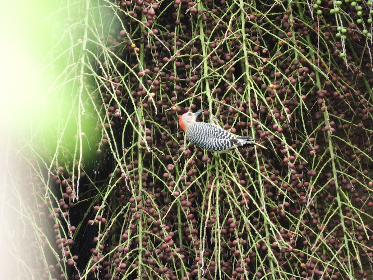 Red-crowned Woodpecker - ML646461758