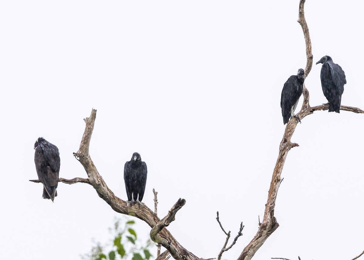 kondor havranovitý - ML646461759