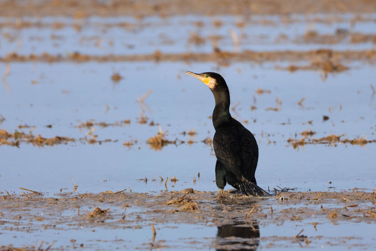 Great Cormorant - ML646461761