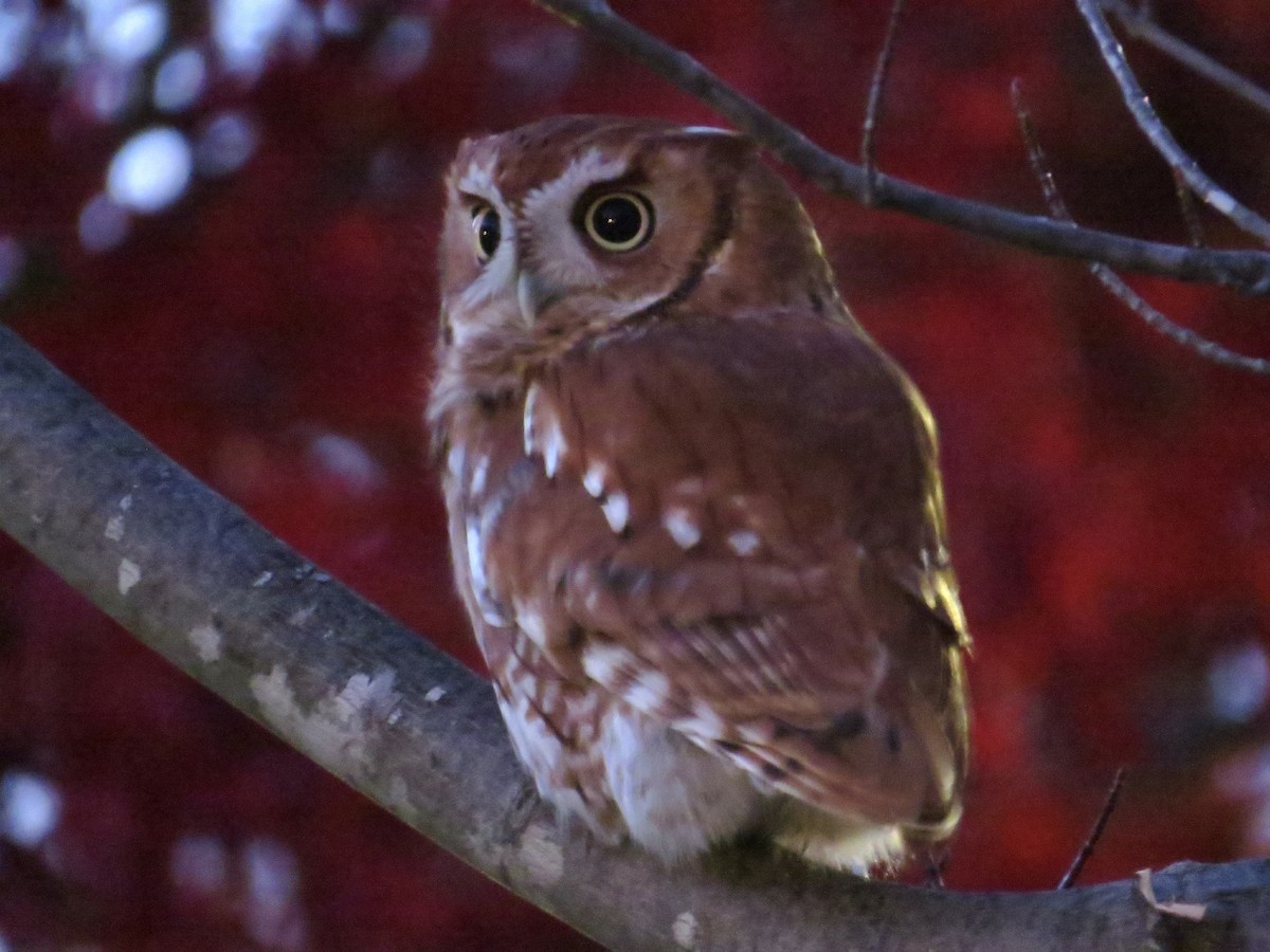Eastern Screech-Owl - ML646461763