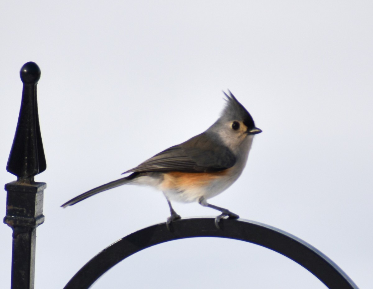 Tufted Titmouse - ML646461766