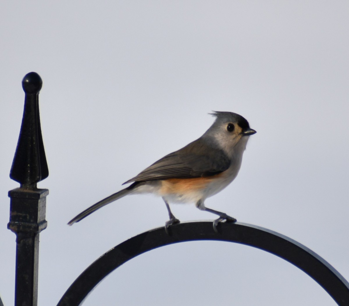 Tufted Titmouse - ML646461767
