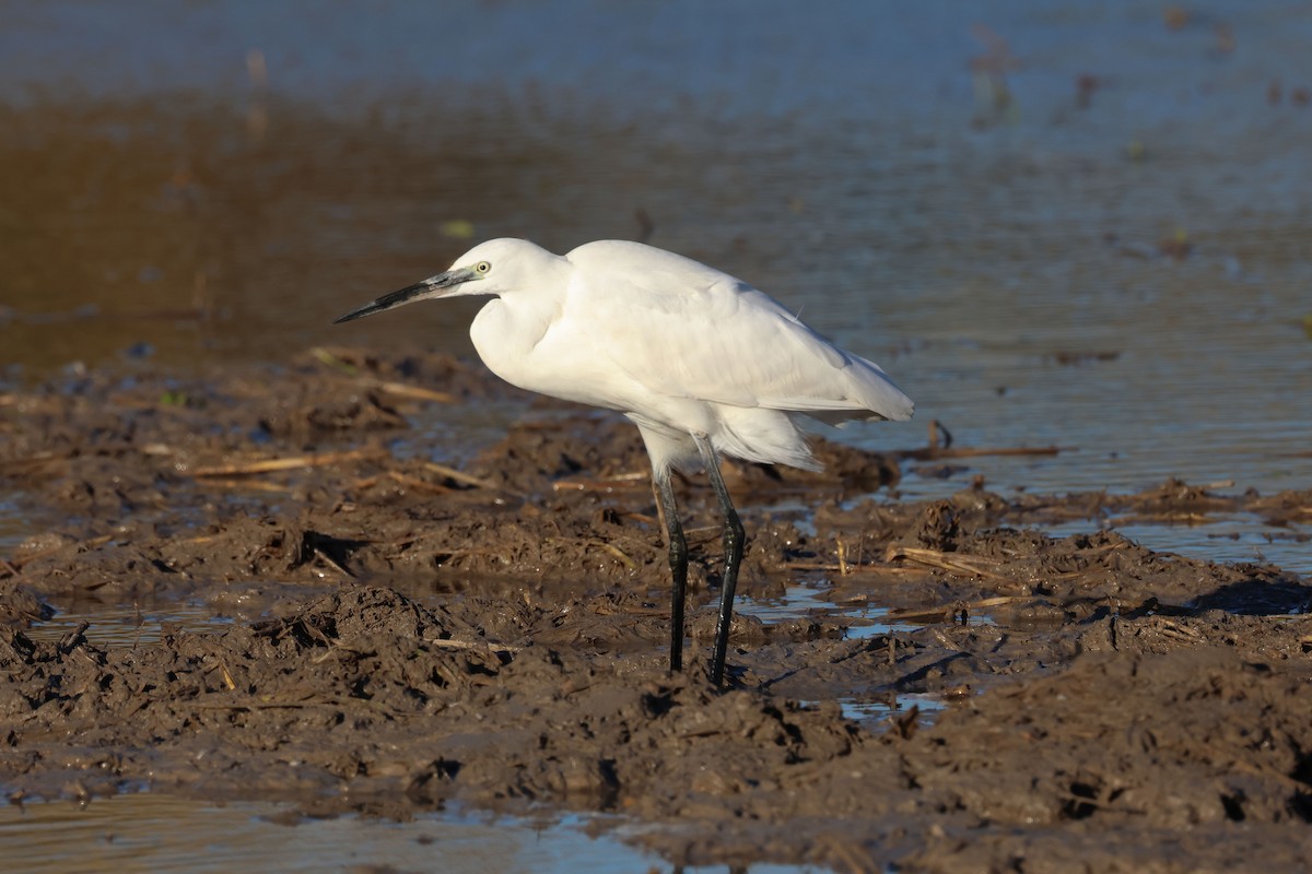Little Egret - ML646461780