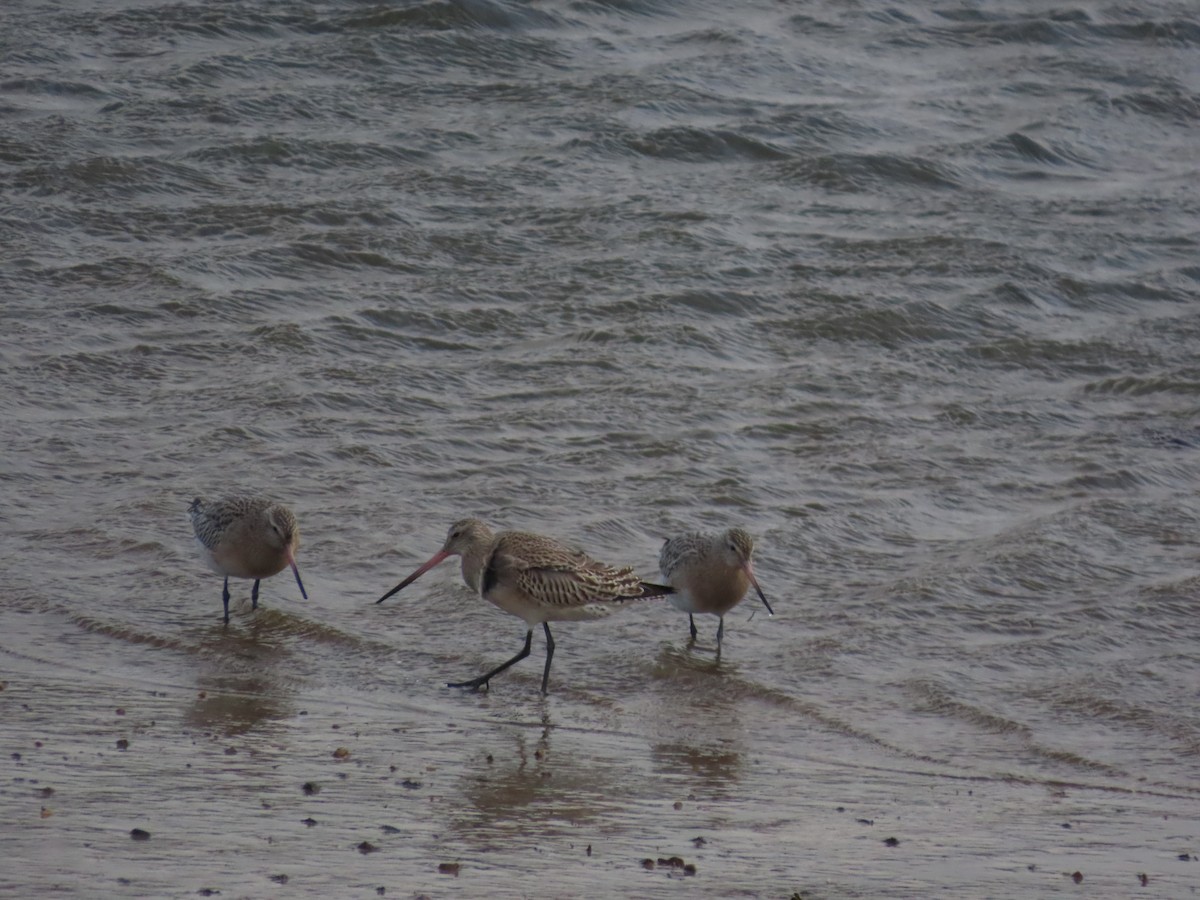 Bar-tailed Godwit - ML646461782