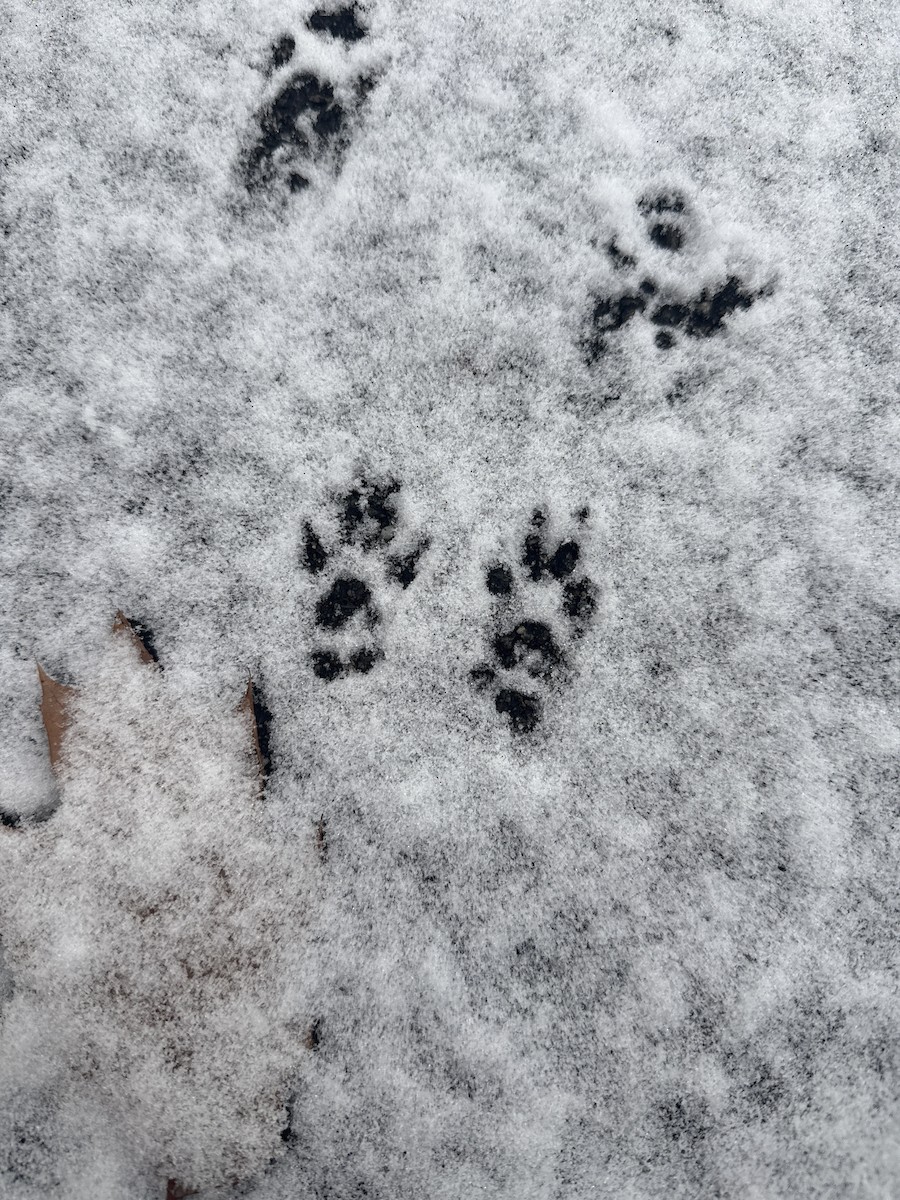 American Mink - ML646461785