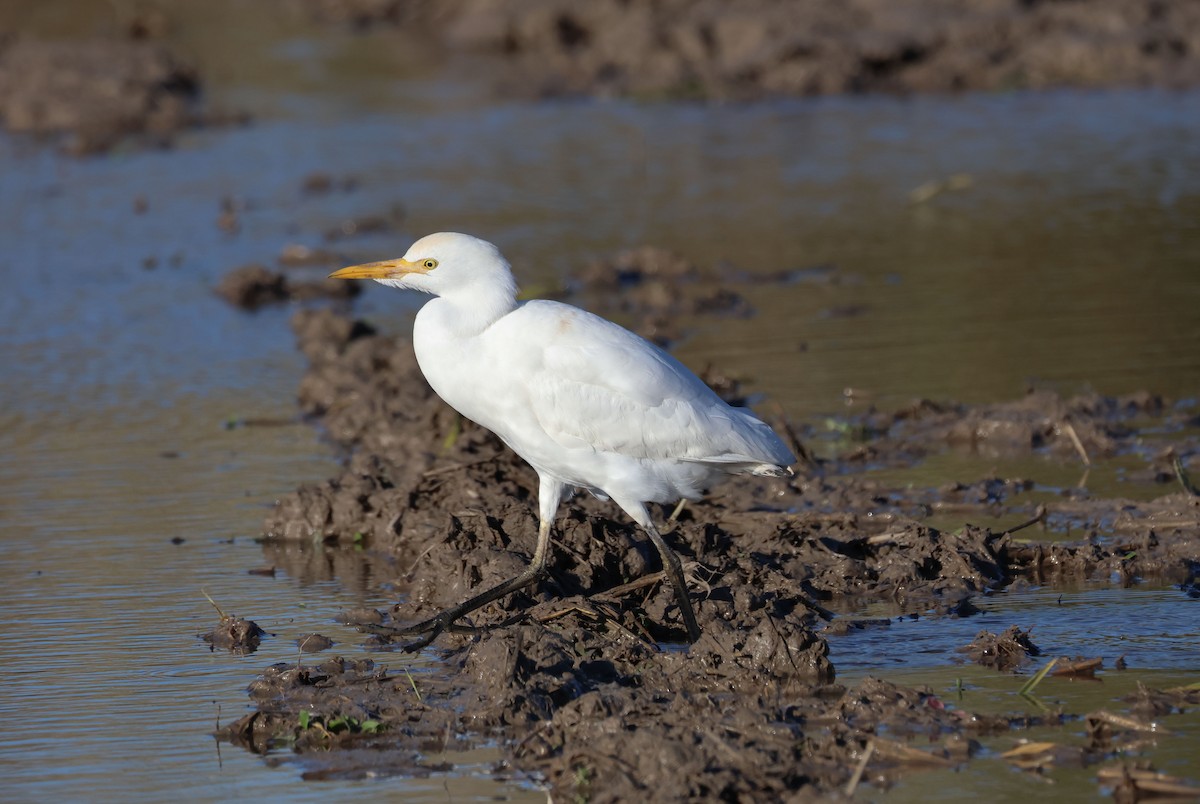 Western Cattle-Egret - ML646461786
