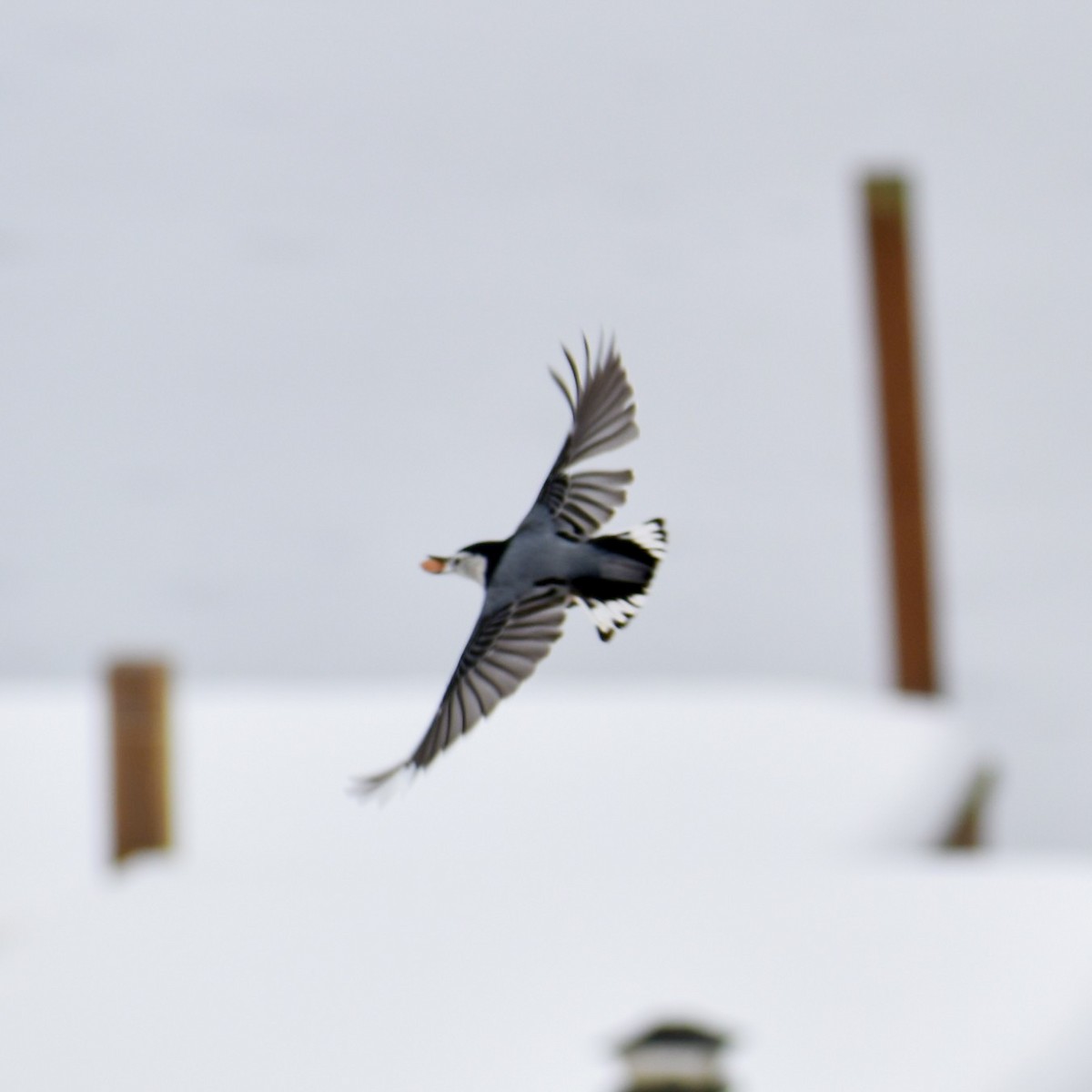 White-breasted Nuthatch - ML646461788