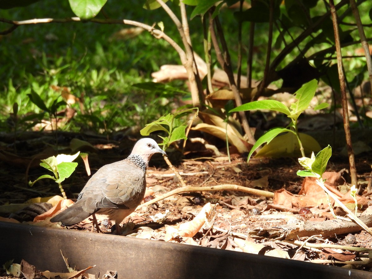 Spotted Dove - ML646461790