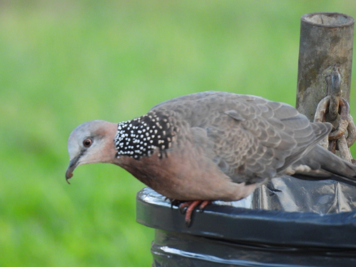 Spotted Dove - ML646461791