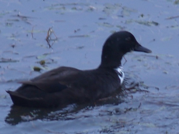Muscovy Duck (Domestic type) - ML646461797