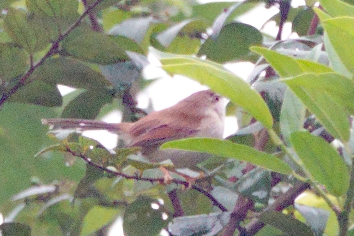 Gray-breasted Prinia - ML646461798
