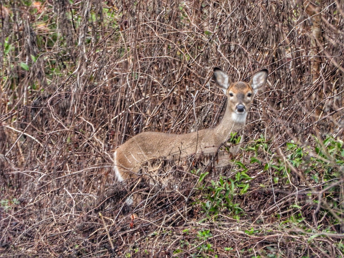 White-tailed Deer - ML646461799