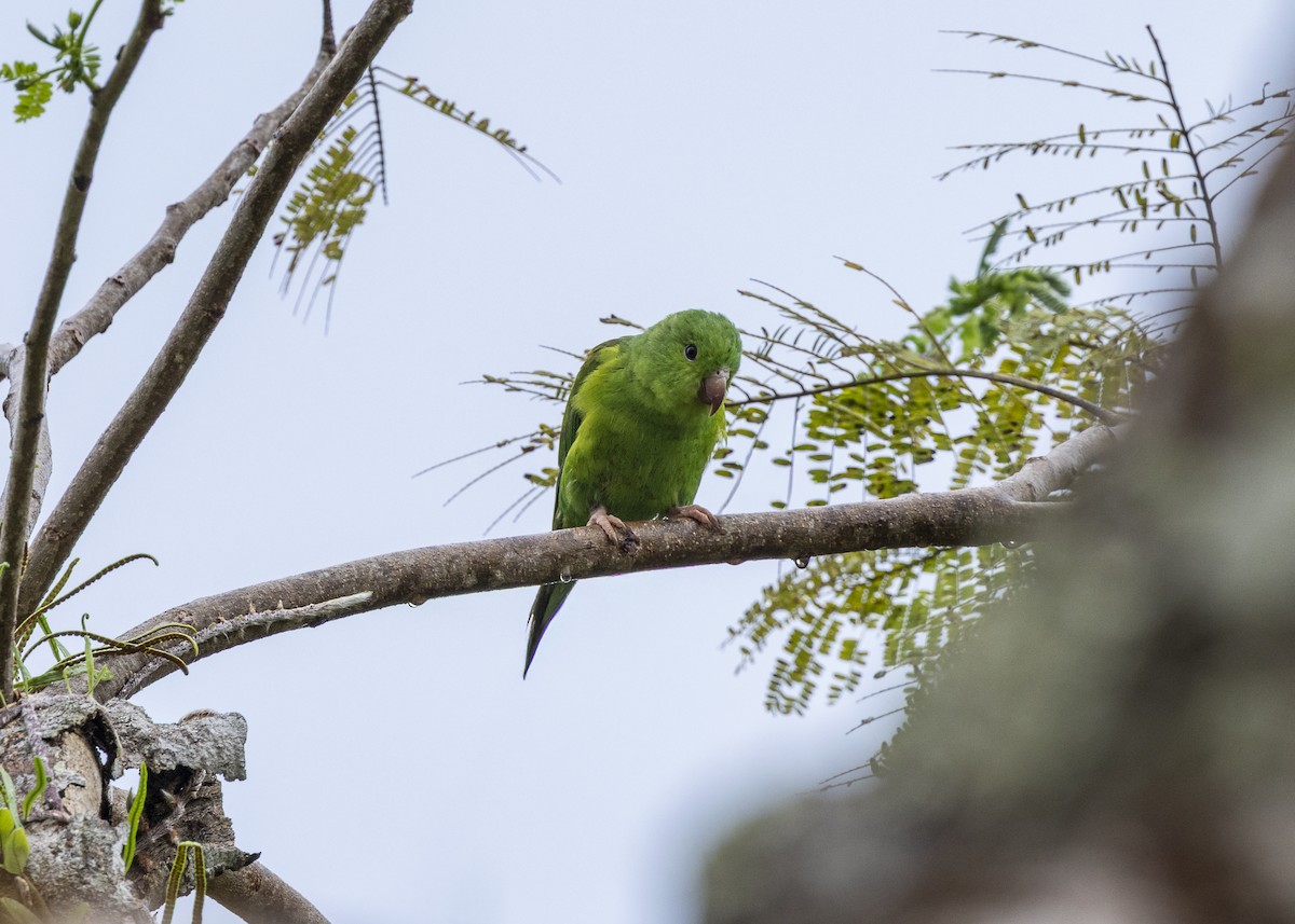 オナガミドリインコ - ML646461802
