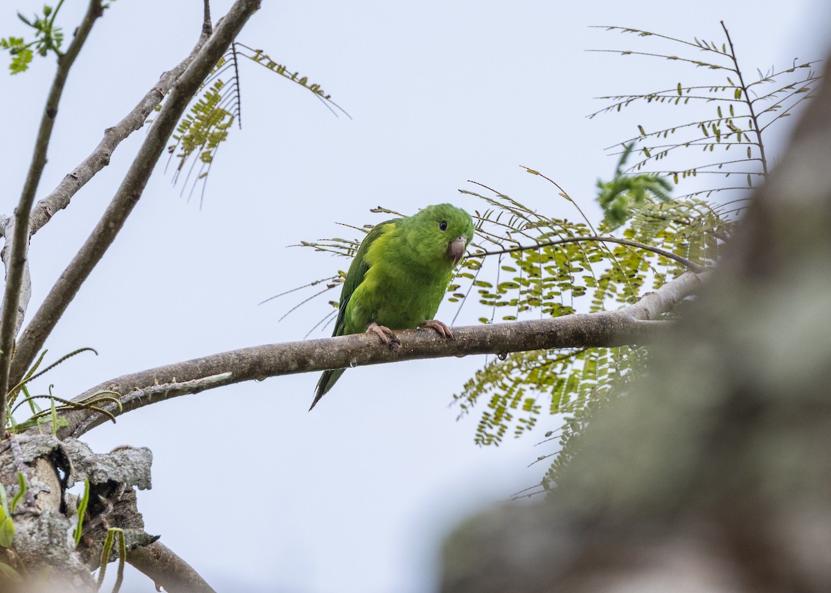 オナガミドリインコ - ML646461803