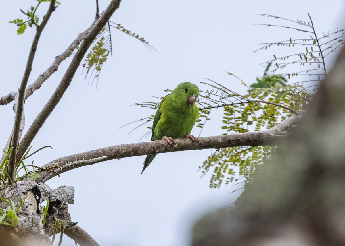 オナガミドリインコ - ML646461804
