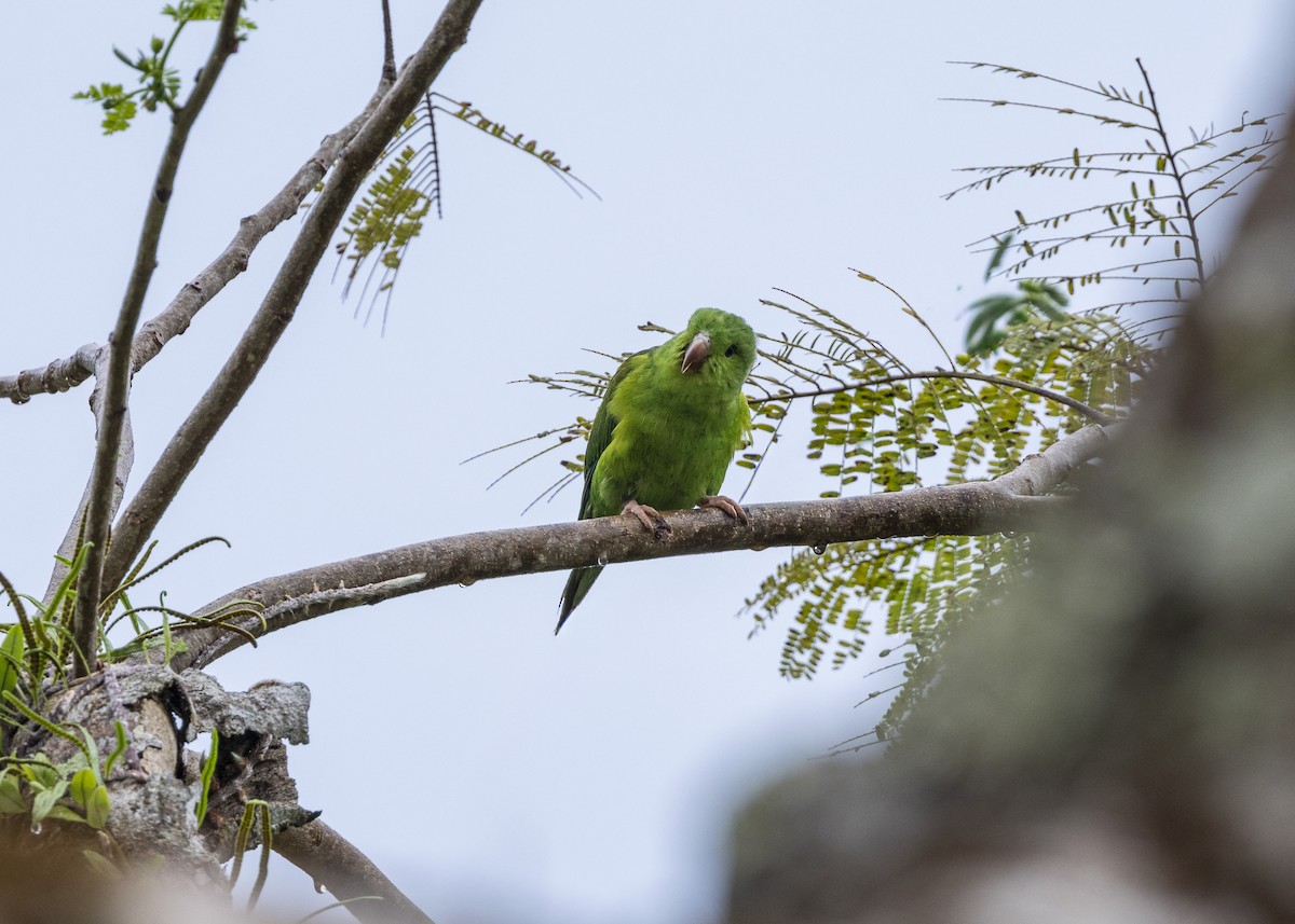 オナガミドリインコ - ML646461805