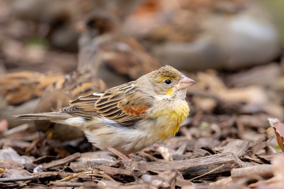Dickcissel - ML646461807