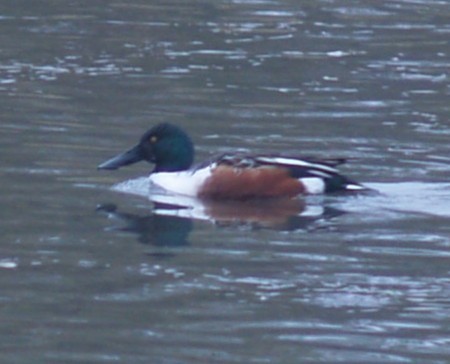 Northern Shoveler - ML646461813