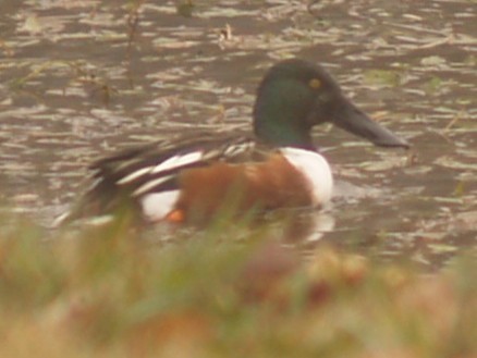 Northern Shoveler - ML646461814