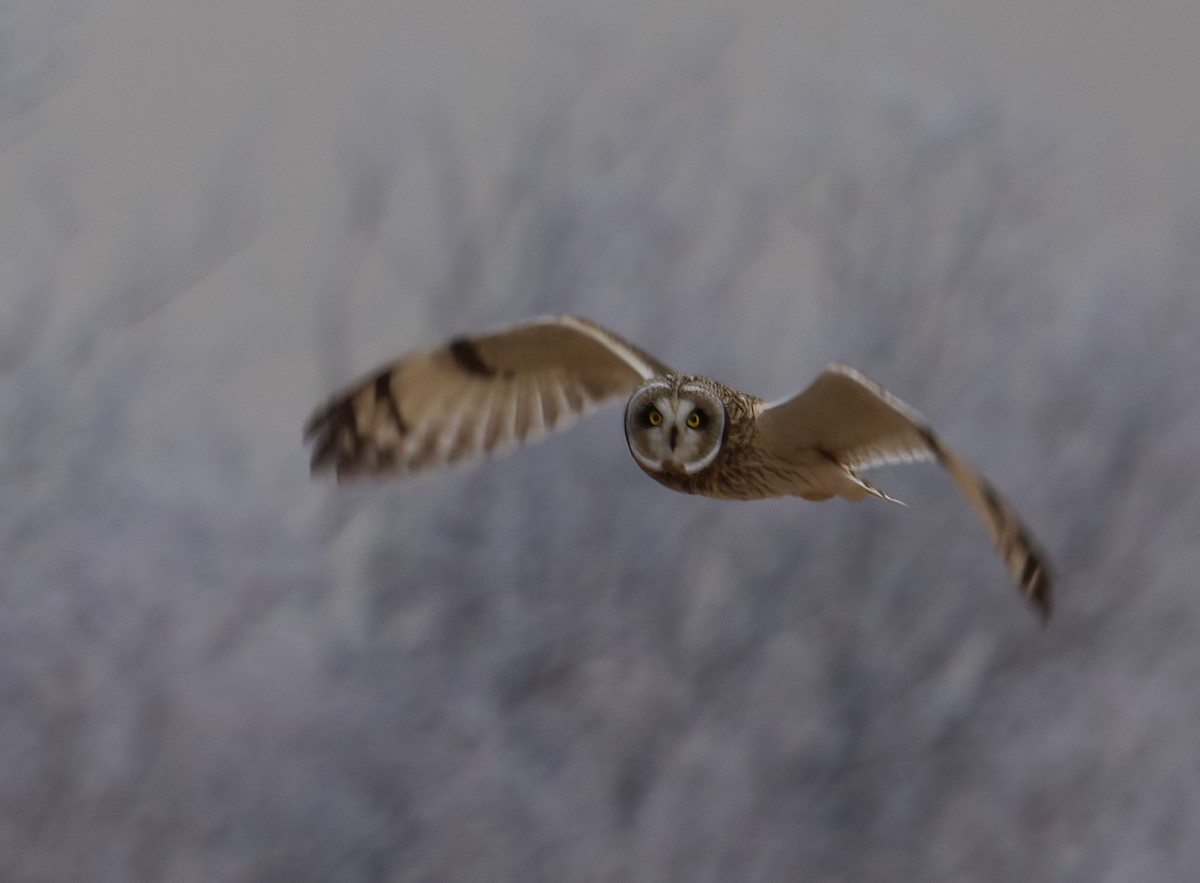 Short-eared Owl - ML646461819