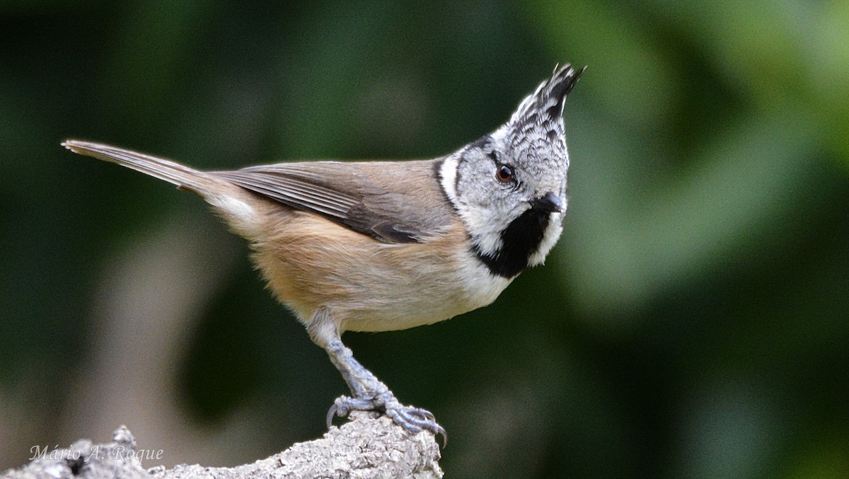 Crested Tit - ML646461824