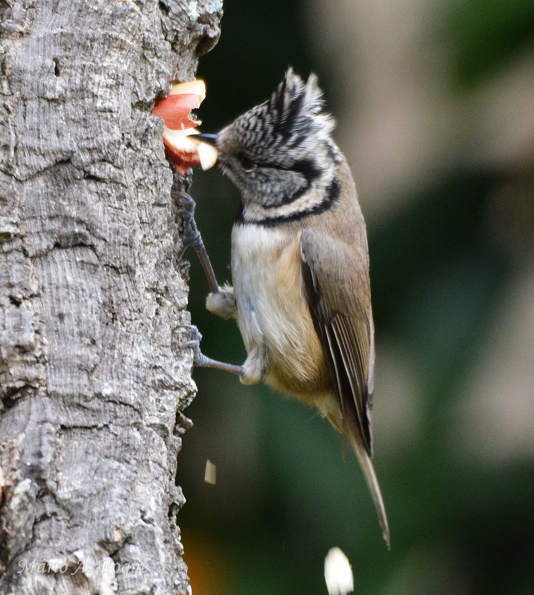 Crested Tit - ML646461825