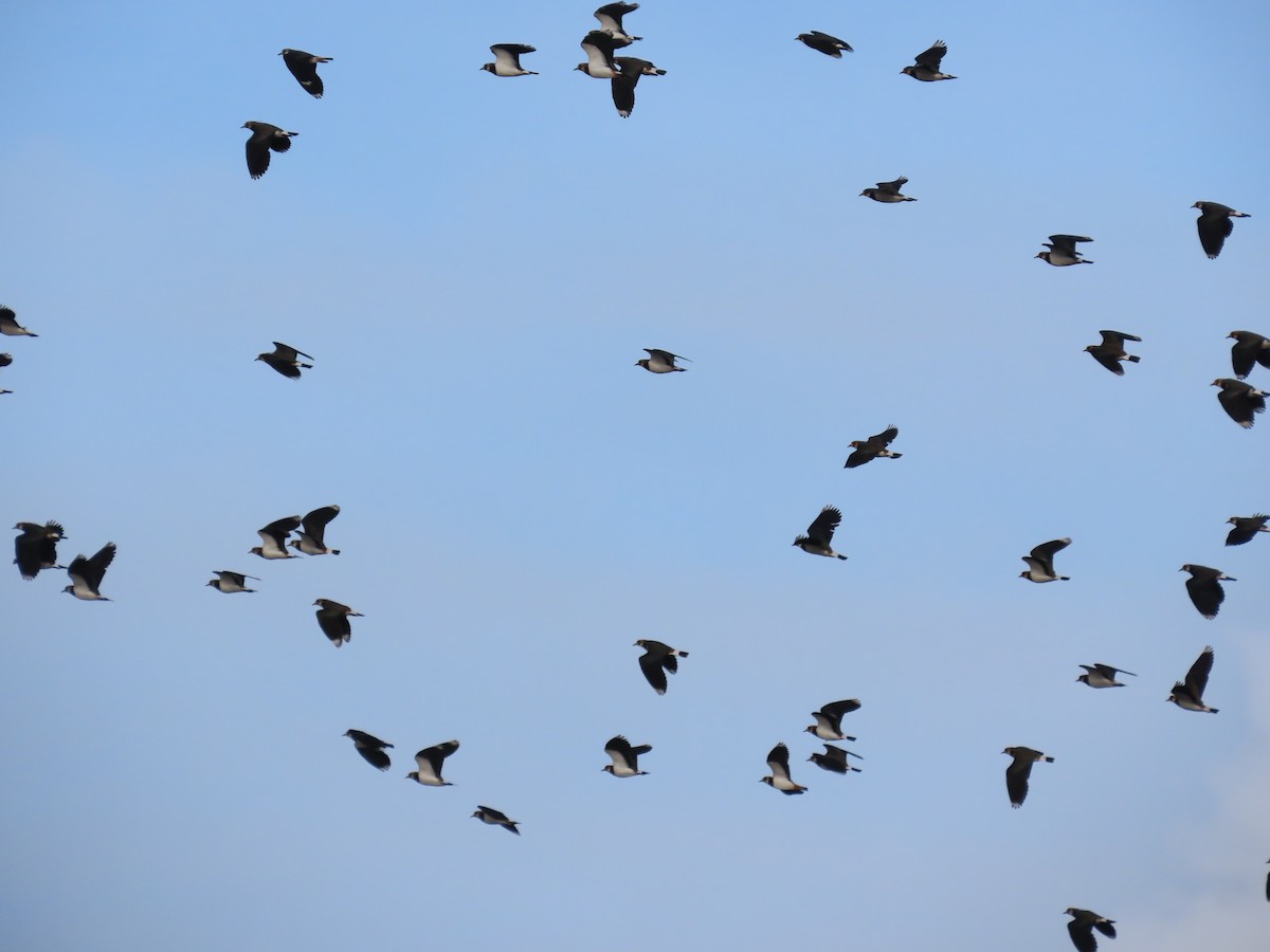 Northern Lapwing - ML646461826
