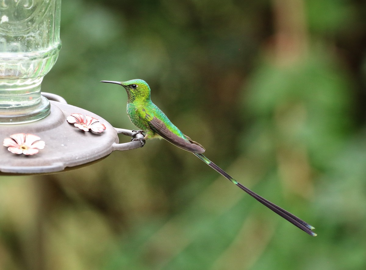 Black-tailed Trainbearer - ML646461828