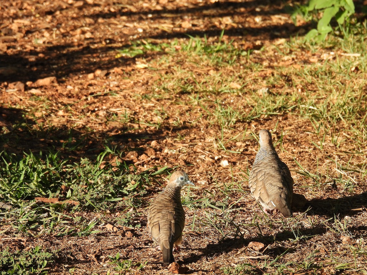 Zebra Dove - ML646461831