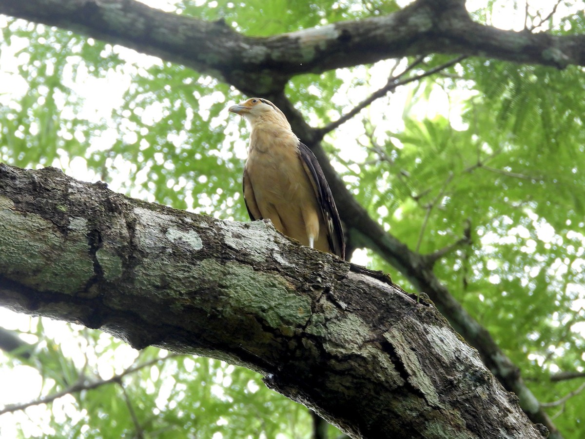 Yellow-headed Caracara - ML646461847