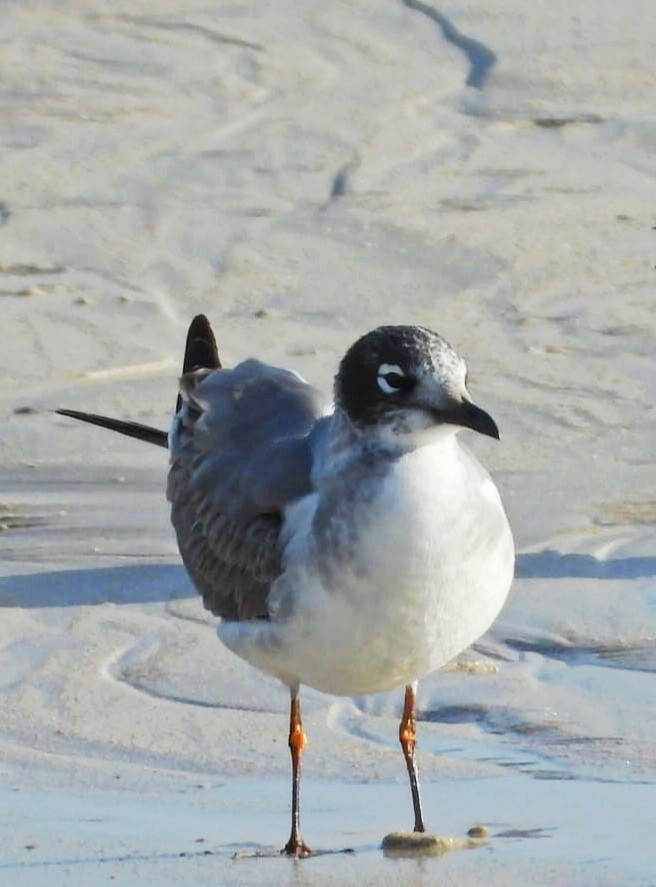 Franklin's Gull - ML646461853