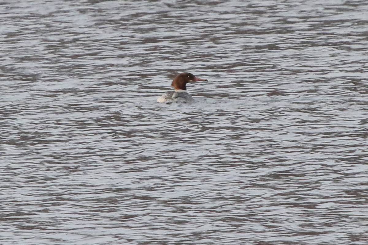 カワアイサ - ML646461857