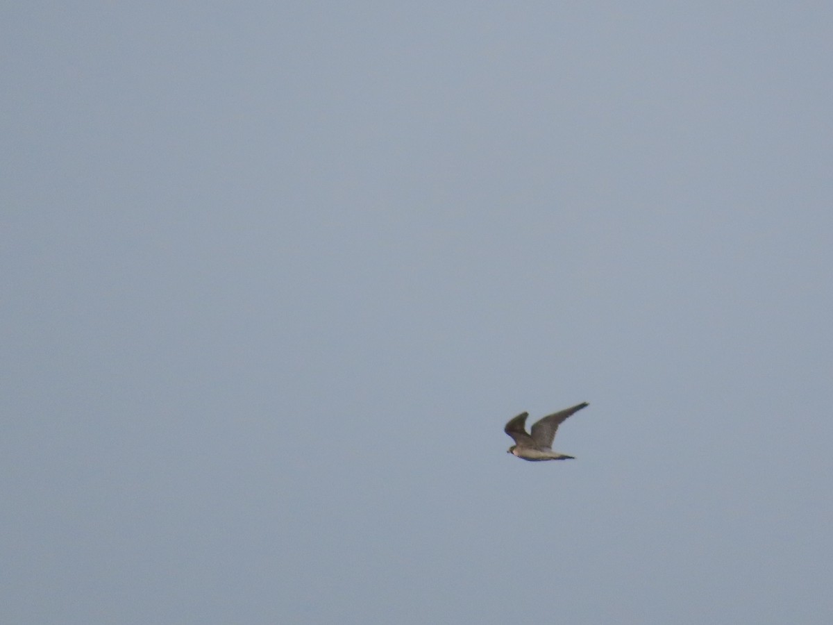 Peregrine Falcon - ML646461860