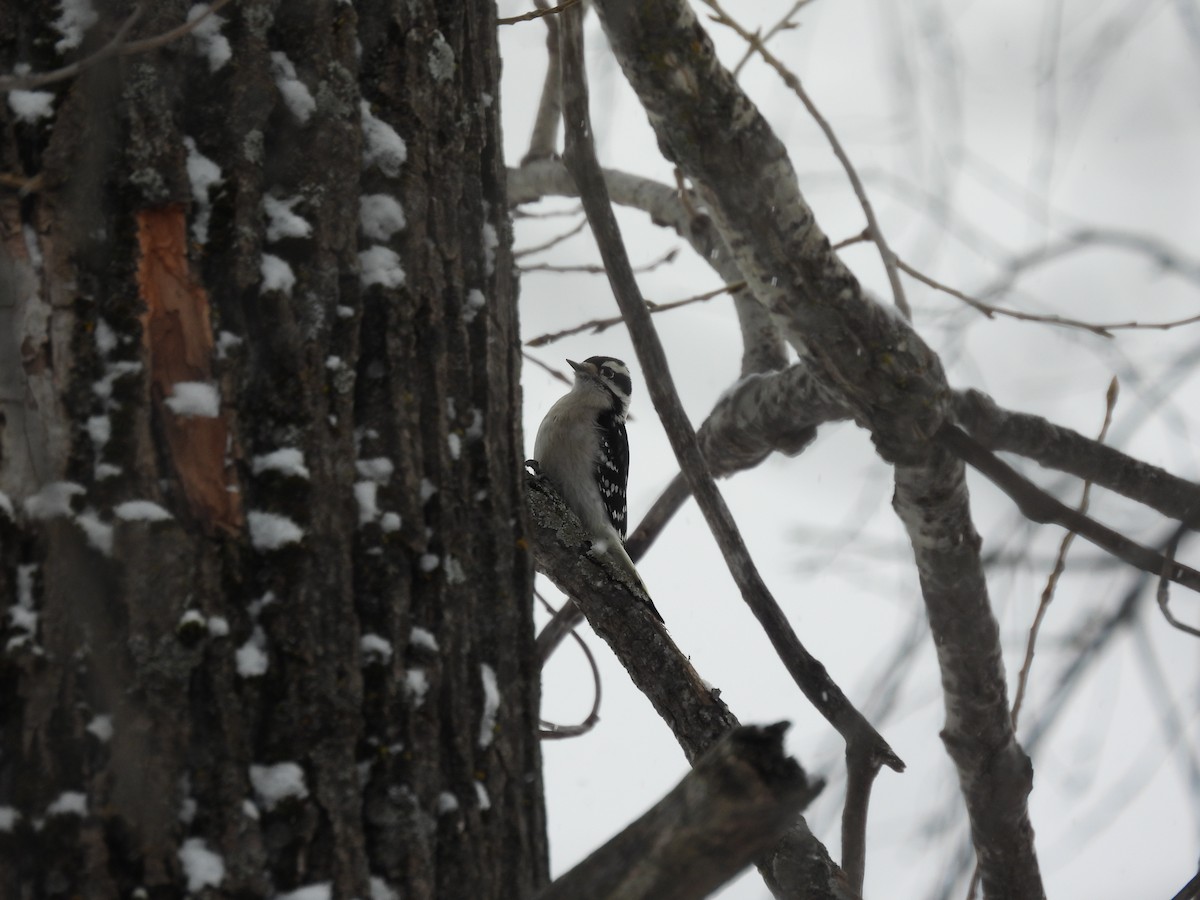 Pic mineur - ML646461864