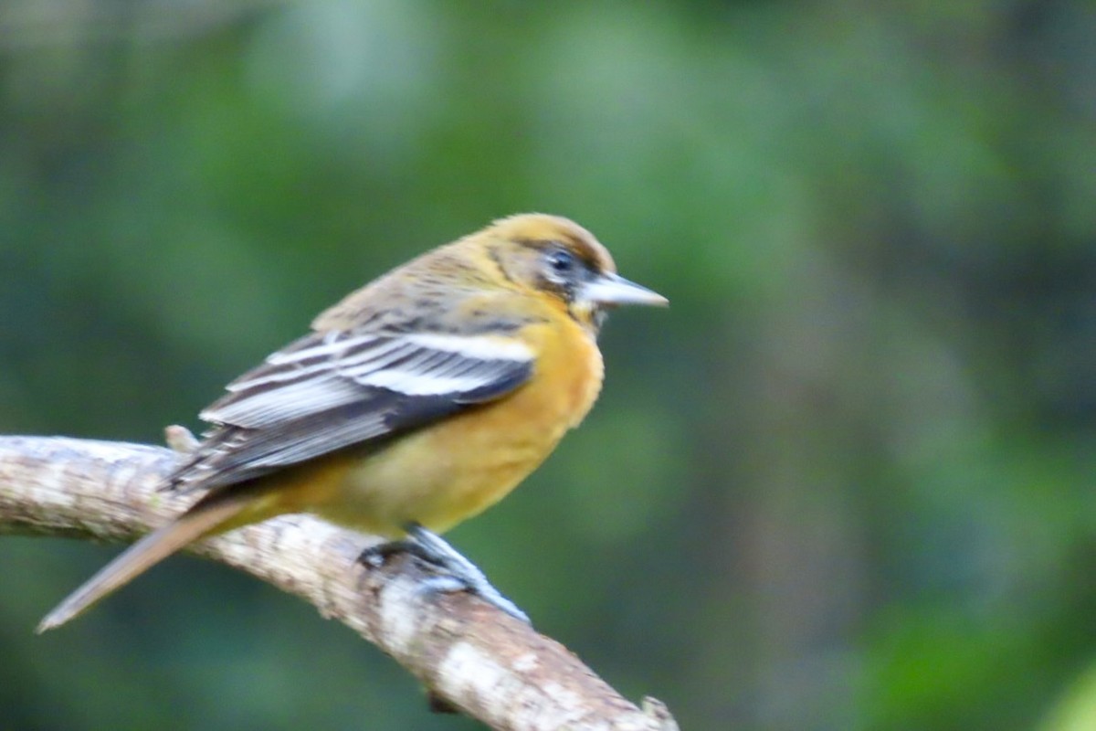 ボルチモアムクドリモドキ - ML646461866