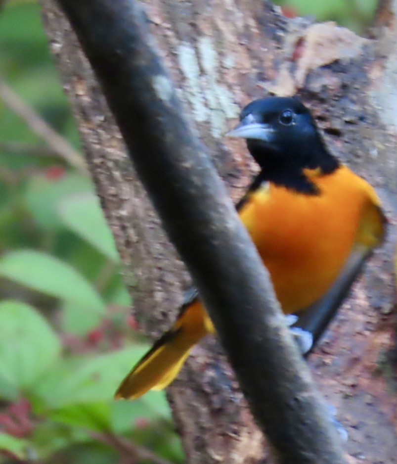 ボルチモアムクドリモドキ - ML646461867