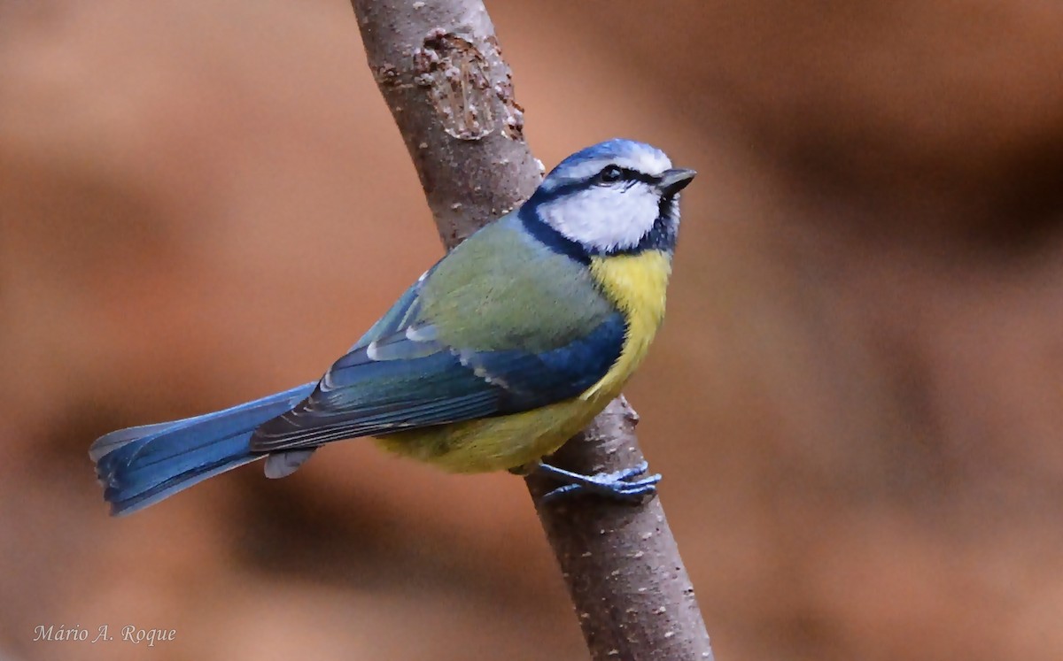 Herrerillo Común - ML646461868