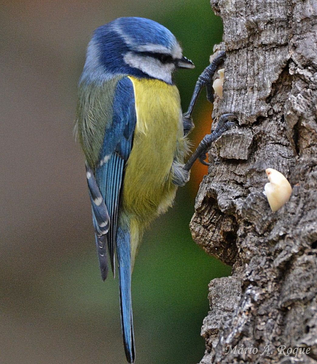 Herrerillo Común - ML646461870