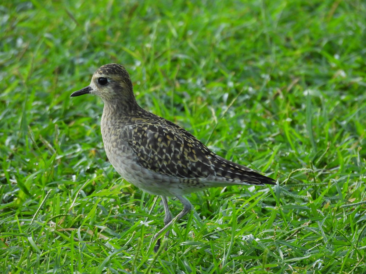 Pacific Golden-Plover - ML646461882