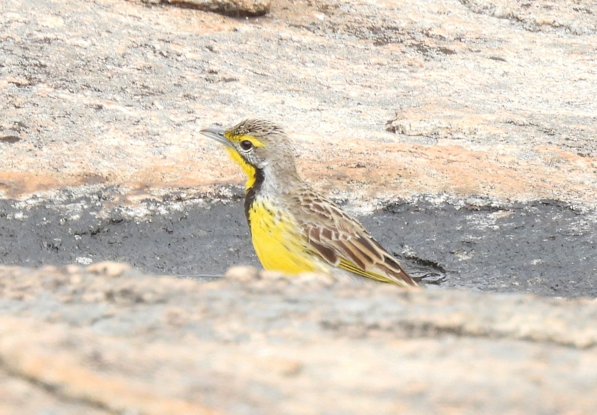 Yellow-throated Longclaw - ML646461883
